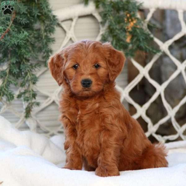 Abby, Mini Goldendoodle Puppy